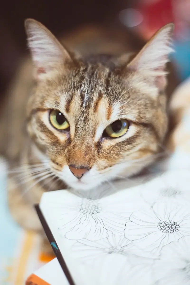 How To Draw Cute Animals When Bored — illustrative photo