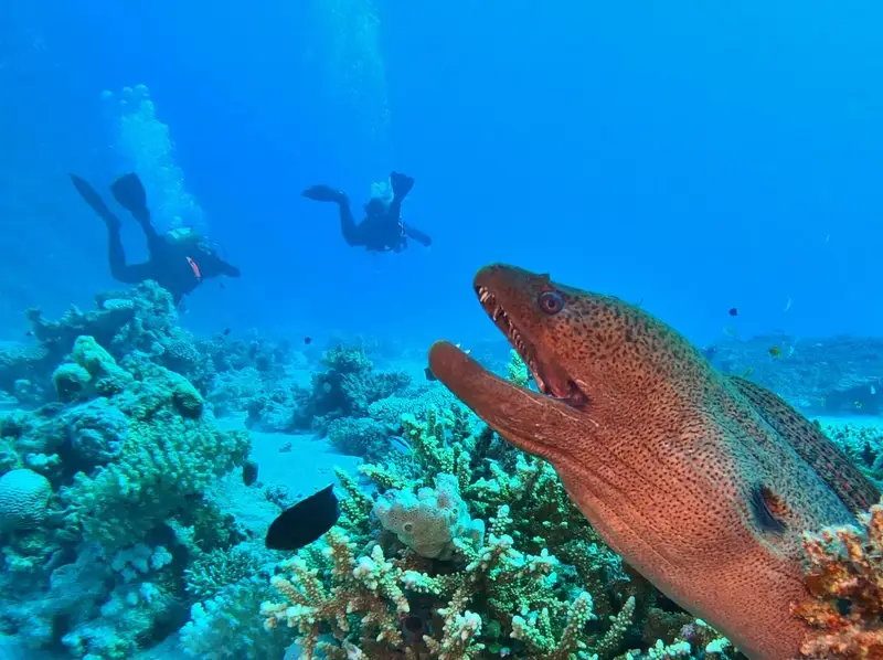 How to Plan Belize Reef Diving Trip — illustrative photo